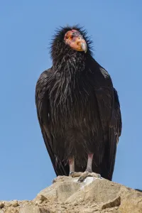 Wild California condor (Gymnogyps californianus) near San Pedro Martir National Park Wild California condor (Gymnogyps californianus) near San Pedro Martir National Park