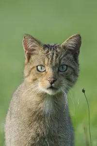 Wild Cat (Felis silvestris) portrait. Vosges, France, August Wild Cat (Felis silvestris) portrait. Vosges, France, August