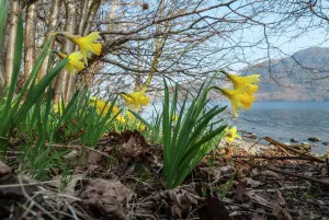 Wild daffodil (Narcissus pseudonarcissus) Bay, Ullswater, Lake District, England, UK Wild daffodil (Narcissus pseudonarcissus) Bay, Ullswater, Lake District, England, UK
