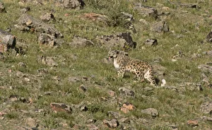 Wild female Snow Leopard (Panthera uncia) portrait, standing on grassy mountainside Wild female Snow Leopard (Panthera uncia) portrait, standing on grassy mountainside