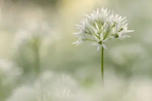 Wild garlic (Allium ursinum) close-up, Combe Valley, Cornwall, UK. May Wild garlic (Allium ursinum) close-up, Combe Valley, Cornwall, UK. May