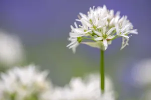 Wild garlic / Ramsons (Allium ursinum) flowering in woodland, Lanhydrock Woodland Wild garlic / Ramsons (Allium ursinum) flowering in woodland, Lanhydrock Woodland