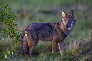 Wild Grey wolf (Canis lupus), in meadow, Saxony-Anhalt, Germany Wild Grey wolf (Canis lupus), in meadow, Saxony-Anhalt, Germany
