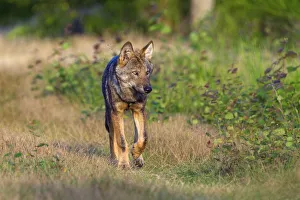 Wild Grey wolf (Canis lupus) walking, Saxony-Anhalt, Germany Wild Grey wolf (Canis lupus) walking, Saxony-Anhalt, Germany