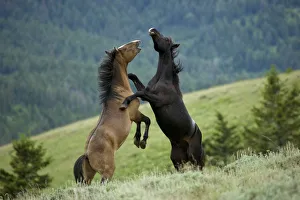 Wild horse / mustang (Equus caballus) two young mustangs play-fighting in the Pryor Wild horse / mustang (Equus caballus) two young mustangs play-fighting in the Pryor