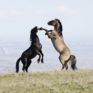 Wild horses / Mustangs, two stallions play fighting, Pryor Mountains, Montana, USA Wild horses / Mustangs, two stallions play fighting, Pryor Mountains, Montana, USA