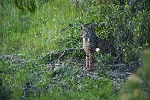 Wild Iberian lynx (Lynx pardinus) female emerging from undergrowth Wild Iberian lynx (Lynx pardinus) female emerging from undergrowth