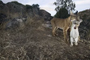 Wild Iberian lynx (Lynx pardinus) male carrying rabbit prey, Sierra de Andjar Natural Park Wild Iberian lynx (Lynx pardinus) male carrying rabbit prey, Sierra de Andjar Natural Park