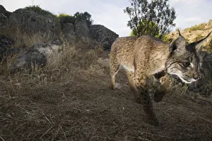 Wild Iberian lynx (Lynx pardinus) male walking, Sierra de Andjar Natural Park, Mediterranean Wild Iberian lynx (Lynx pardinus) male walking, Sierra de Andjar Natural Park, Mediterranean