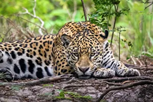 Wild Jaguar (Panthera onca), Endangered, Cuiaba River,Pantanal, Mato Grosso, Brazil Wild Jaguar (Panthera onca), Endangered, Cuiaba River,Pantanal, Mato Grosso, Brazil