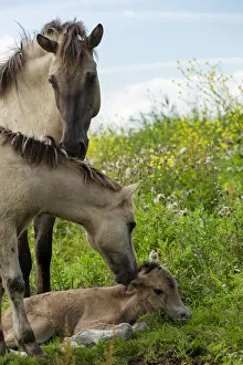 A wild konik horse mare sniffing her yearling foal as he sniffs her newborn foal A wild konik horse mare sniffing her yearling foal as he sniffs her newborn foal