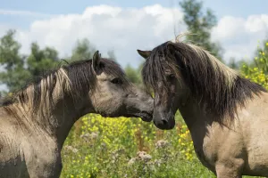 Two wild Konik horse stallions greeting one another, Oostvaardersplassen Nature Reserve Two wild Konik horse stallions greeting one another, Oostvaardersplassen Nature Reserve