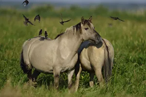 Wild Konik horses with Starlings (Sturnus vulgaris) Odry delta reserve, Stepnica Wild Konik horses with Starlings (Sturnus vulgaris) Odry delta reserve, Stepnica