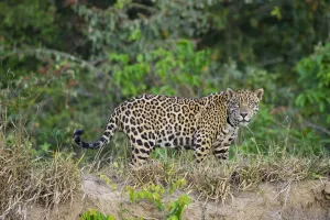 Wild male Jaguar (Panthera onca palustris) walking along the bank of the Cuiaba River Wild male Jaguar (Panthera onca palustris) walking along the bank of the Cuiaba River