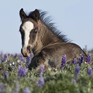 Wild Mustang foal resting in wildflowers, Pryor Mountains, Montana, USA. June Wild Mustang foal resting in wildflowers, Pryor Mountains, Montana, USA. June