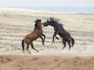 Wild Mustang horses fighting McCullough Peaks Herd Area, Wyoming, USA Wild Mustang horses fighting McCullough Peaks Herd Area, Wyoming, USA