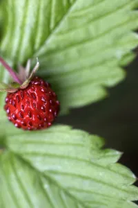Wild strawberry (Fragaria vesca) Burren National Park, County Clare, Ireland, June 2009 Wild strawberry (Fragaria vesca) Burren National Park, County Clare, Ireland, June 2009