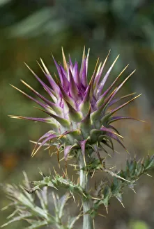 Popular themes/wild wonders europe 2/wild thistle cynara humilis alentejo Popular themes/wild wonders europe 2/wild thistle cynara humilis alentejo