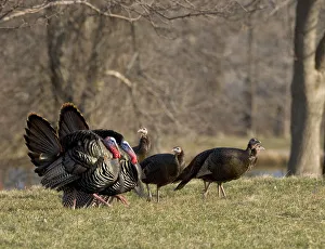 Wild Turkeys (Meleagris gallopavo), two toms courting several hens, New York, USA Wild Turkeys (Meleagris gallopavo), two toms courting several hens, New York, USA