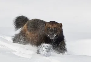 Wild Wolverine (Gulo gulo) walking in snow, Mainua Kajaani, Finland. March Wild Wolverine (Gulo gulo) walking in snow, Mainua Kajaani, Finland. March