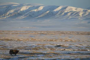 Wild yak (Bos mutus) in snow covered steppe, mountains in background Wild yak (Bos mutus) in snow covered steppe, mountains in background