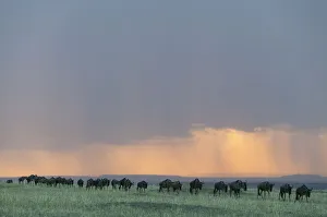 Wildebeest (Connochaetes taurinus) herd walking in a line in the rain at sunset Wildebeest (Connochaetes taurinus) herd walking in a line in the rain at sunset