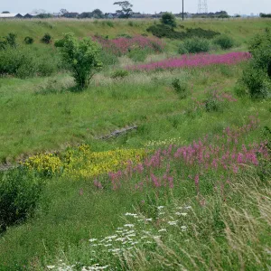 Wildflower drifts on disused railway line, flowers include Rosebay willowherb (Epilobium Wildflower drifts on disused railway line, flowers include Rosebay willowherb (Epilobium