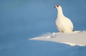 Willow Grouse (Lagopus lagopus) male perched on snow, Finland, March Willow Grouse (Lagopus lagopus) male perched on snow, Finland, March