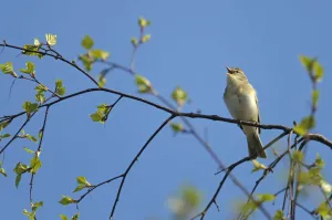Willow warbler (Phylloscopus trochilus) singing in birch tree at Frensham Common nature reserve Willow warbler (Phylloscopus trochilus) singing in birch tree at Frensham Common nature reserve