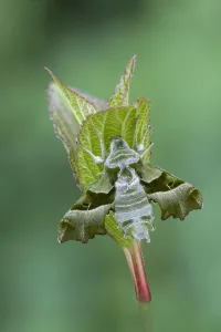 Willowherb hawkmoth (Proserpinus proserpina) resting on a leaf, Gavarnie, South of France. June Willowherb hawkmoth (Proserpinus proserpina) resting on a leaf, Gavarnie, South of France. June