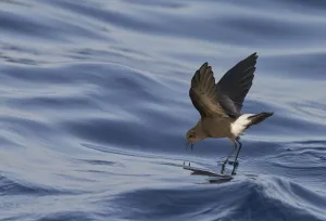 Wilsons Storm Petrel (Oceanites oceanicus) feeding whilst walking on water' Wilsons Storm Petrel (Oceanites oceanicus) feeding whilst walking on water'