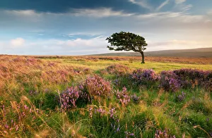 Windswept Hawthorn tree (Crataegus monogyna) among flowering heather Windswept Hawthorn tree (Crataegus monogyna) among flowering heather