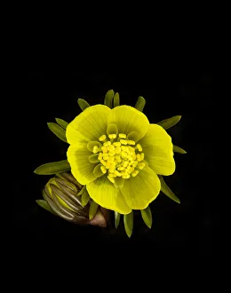 Winter aconite (Eranthis hyemalis) flower and bud. Ring of nectaries formed from petals Winter aconite (Eranthis hyemalis) flower and bud. Ring of nectaries formed from petals