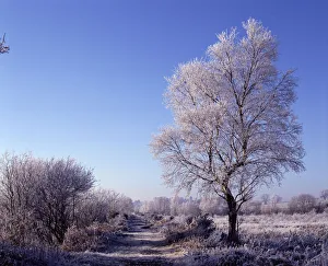 Winter landscape with hoar frost, Brackagh Moss NNR, Portadown, County Down, Northern Ireland Winter landscape with hoar frost, Brackagh Moss NNR, Portadown, County Down, Northern Ireland