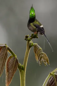Wire-crested thorntail hummingbird (Discosura popelairii) Sumaco, Napo, Ecuador Wire-crested thorntail hummingbird (Discosura popelairii) Sumaco, Napo, Ecuador