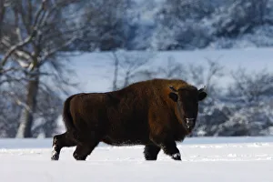 Wisent / European bison (Bison bonasus) walking through snow Wisent / European bison (Bison bonasus) walking through snow