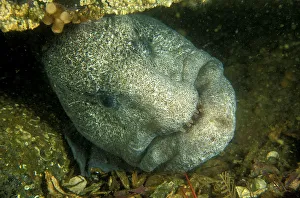 Wolf-eel (Anarrhichthys ocellatus) Vancouver Island, British Columbia, Pacific Ocean Wolf-eel (Anarrhichthys ocellatus) Vancouver Island, British Columbia, Pacific Ocean