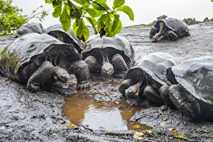 Wolf giant tortoise (Chelonoidis becki) group drinking from small puddles formed by fine Wolf giant tortoise (Chelonoidis becki) group drinking from small puddles formed by fine