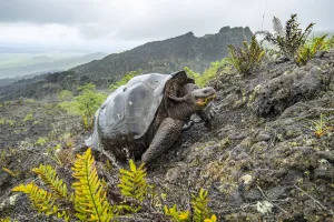 Wolf giant tortoise (Chelonoidis becki) in habitat. Hybrids of mixed parentage with Wolf giant tortoise (Chelonoidis becki) in habitat. Hybrids of mixed parentage with