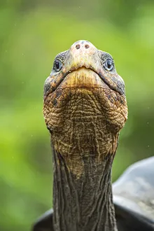 Wolf giant tortoise (Chelonoidis becki) portrait. Wolf Volcano, Isabela Island, Galapagos Wolf giant tortoise (Chelonoidis becki) portrait. Wolf Volcano, Isabela Island, Galapagos