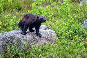 Northern European Mammals Prints: Wolverine (Gulo gulo) standing on a rock, Karbole, Halsingland, Sweden. July
