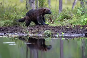Wildlife Finland Prints: Wolverine (Gulo gulo) walking along edge of forest pool