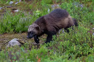 Scandinavian Wildlife Images Prints: Wolverine (Gulo gulo) walking through forest clearing, Karbole, Halsingland, Sweden. July