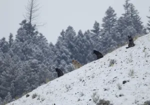 Wolves (Canis lupus) sitting on a hillside in snow. Yellowstone, USA, February Wolves (Canis lupus) sitting on a hillside in snow. Yellowstone, USA, February