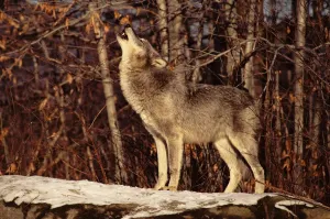 Grey Wolf Print, USA