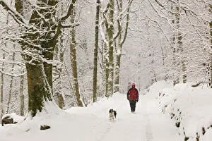 Women walking the dog in heavy snow near Ambleside, England, UK. March 2006 Women walking the dog in heavy snow near Ambleside, England, UK. March 2006