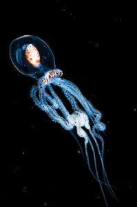 Wonderpus octopus (Wunderpus photogenicus) in its juvenile or larval stage Wonderpus octopus (Wunderpus photogenicus) in its juvenile or larval stage