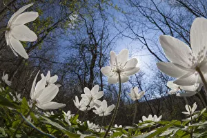 Wood Anemones (Anemone nemorosa) in flower on woodland floor, low angle fish eye view Wood Anemones (Anemone nemorosa) in flower on woodland floor, low angle fish eye view