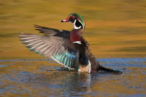 Wood Duck (Aix sponsa), male flapping its wings, autumn colour reflected in water Wood Duck (Aix sponsa), male flapping its wings, autumn colour reflected in water