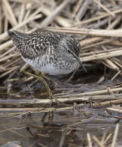 Wood sandpiper (Tringa glareola) in reed bed, Finland, May Wood sandpiper (Tringa glareola) in reed bed, Finland, May